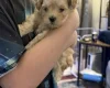 Maltipoo
