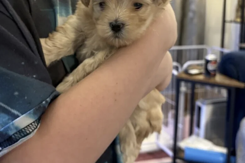 Maltipoo