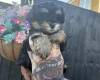 Maltipoo