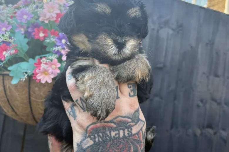 Maltipoo