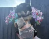 Maltipoo