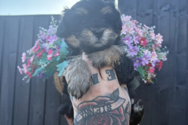 Maltipoo