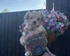 Maltipoo