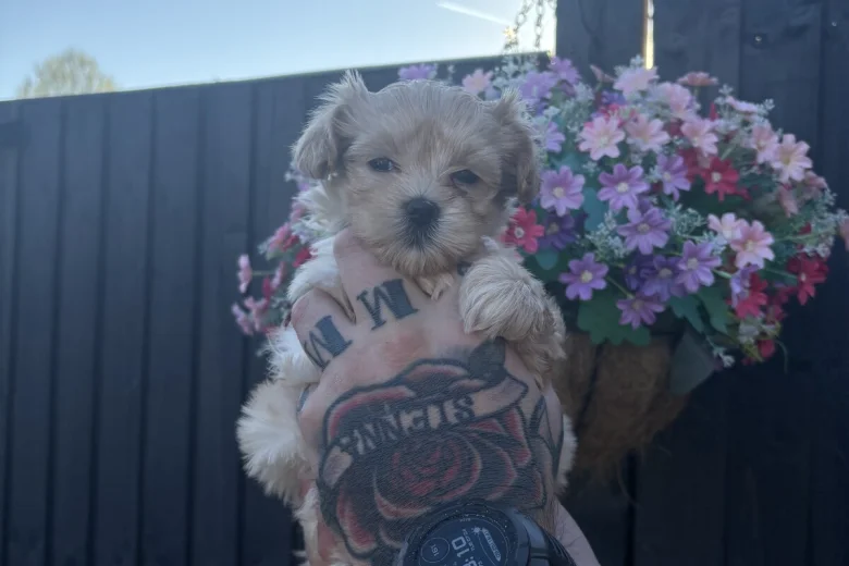 Maltipoo