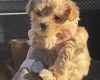 Maltipoo