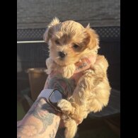 Maltipoo