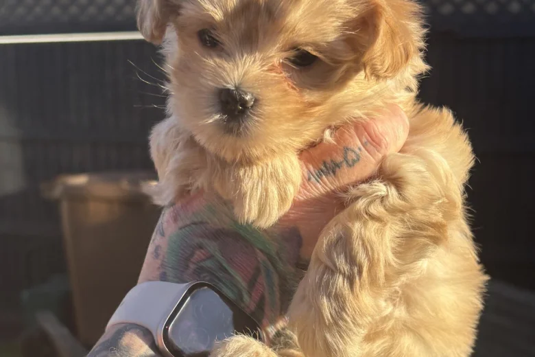 Maltipoo