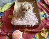 Maltipoo