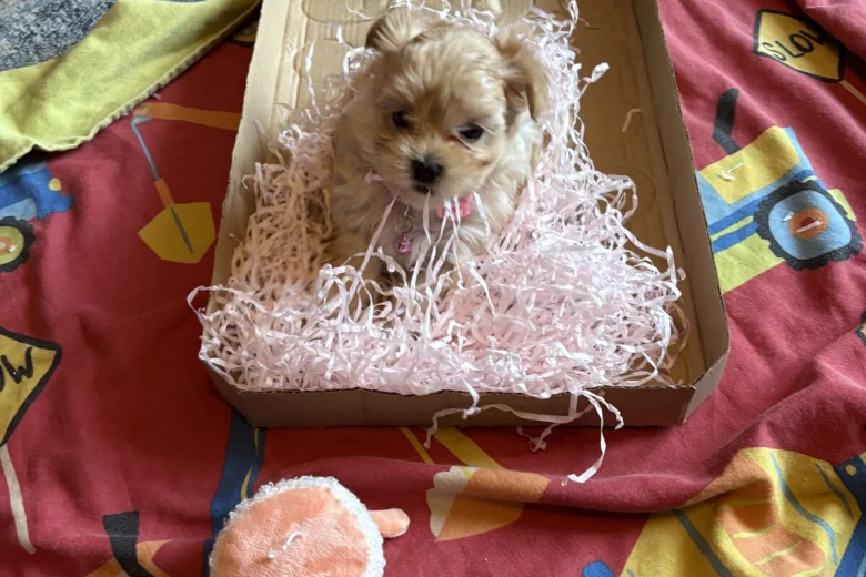 Maltipoo