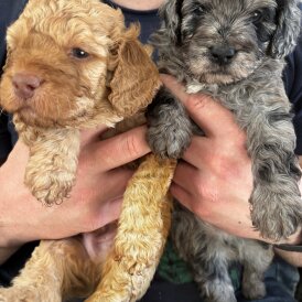 Cockapoo