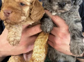 Cockapoo