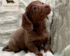 Dachshund (Miniature Smooth Haired)