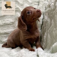 Dachshund (Miniature Smooth Haired)
