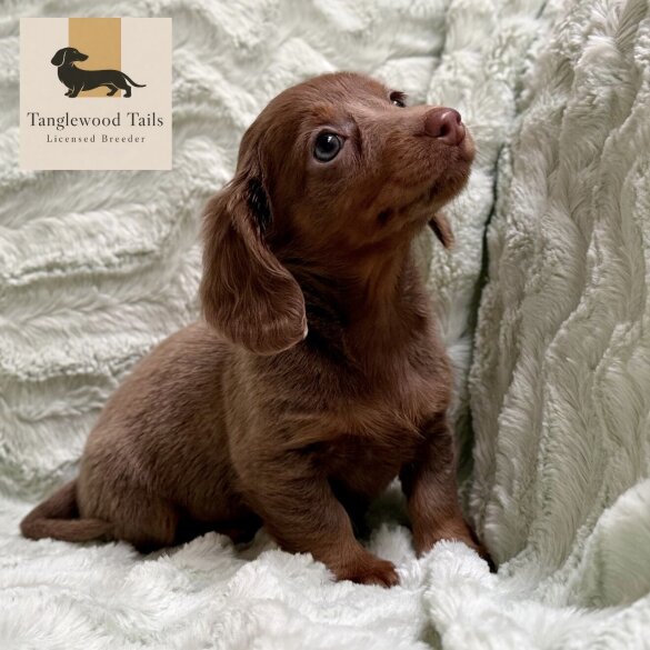 Dachshund (Miniature Smooth Haired)