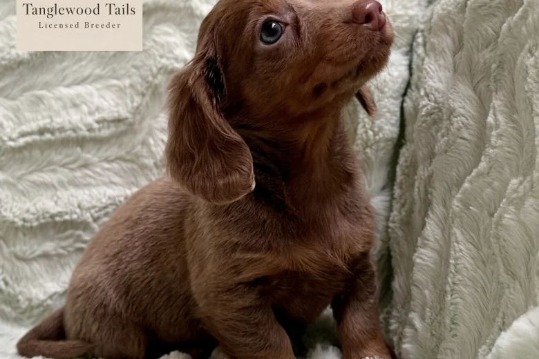 Dachshund (Miniature Smooth Haired)