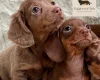 Dachshund (Miniature Smooth Haired)