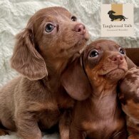 Dachshund (Miniature Smooth Haired)