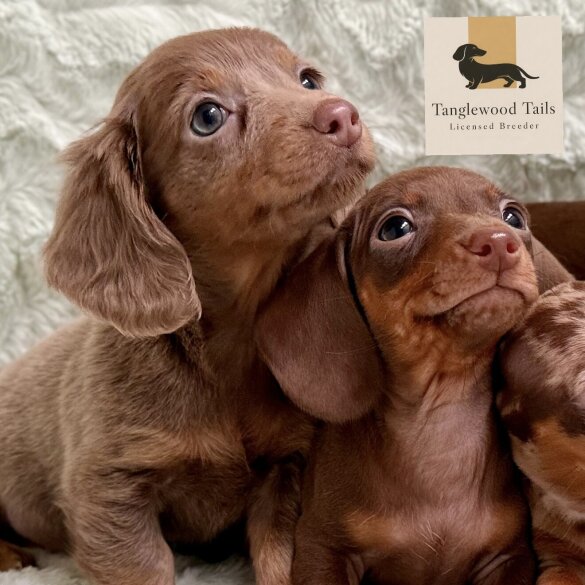Dachshund (Miniature Smooth Haired)