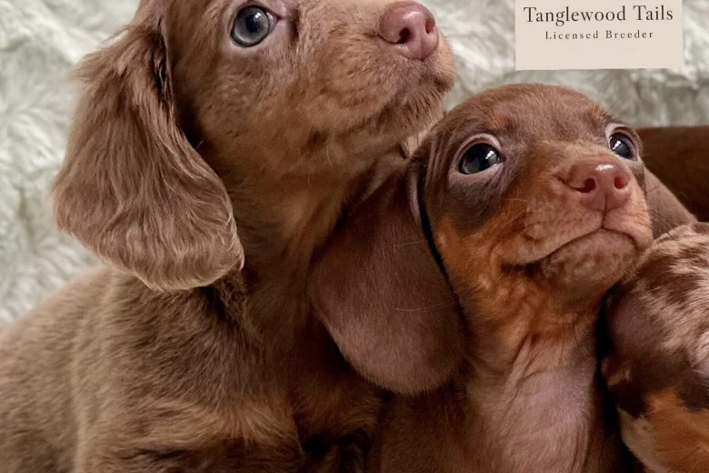 Dachshund (Miniature Smooth Haired)