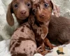 Dachshund (Miniature Smooth Haired)