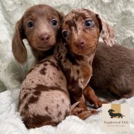 Dachshund (Miniature Smooth Haired)