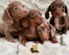 Dachshund (Miniature Smooth Haired)