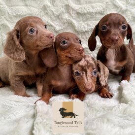 Dachshund (Miniature Smooth Haired)