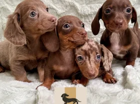 Dachshund (Miniature Smooth Haired)