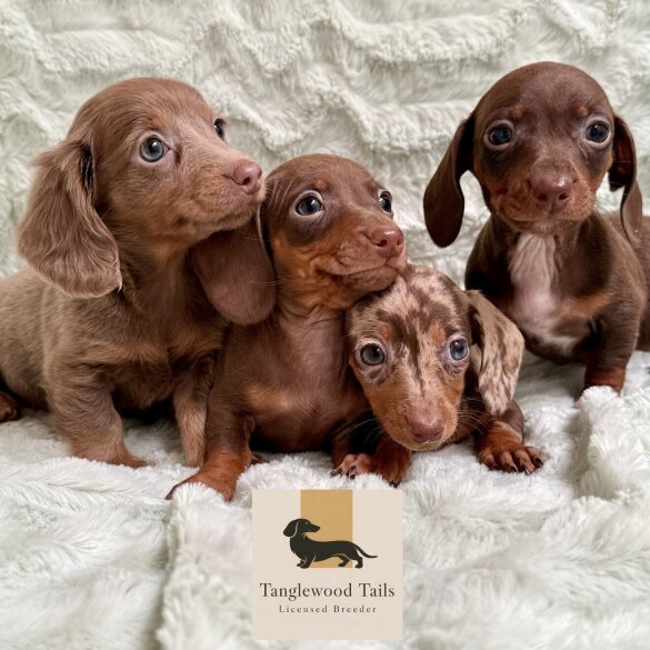 Dachshund (Miniature Smooth Haired)