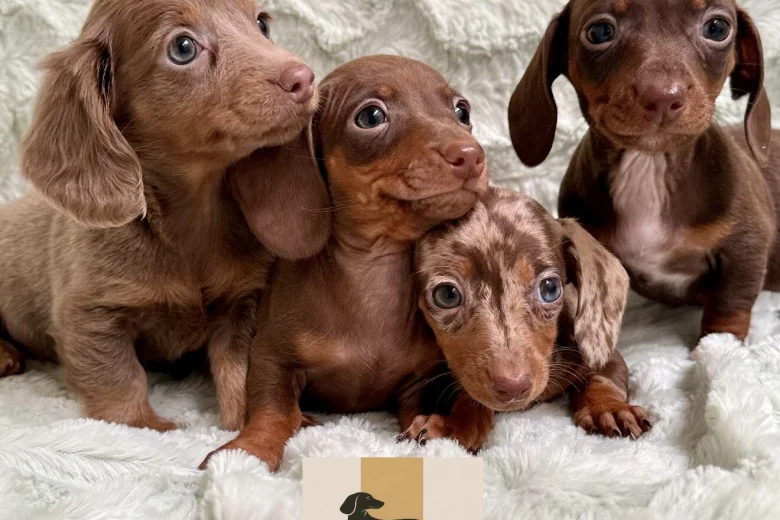 Dachshund (Miniature Smooth Haired)