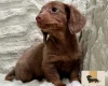 Dachshund (Miniature Smooth Haired)