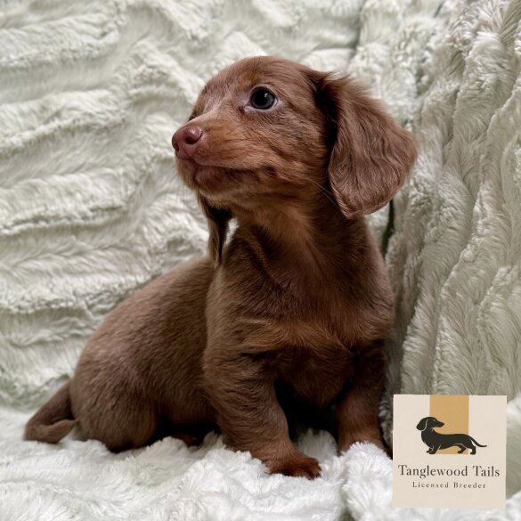 Dachshund (Miniature Smooth Haired)