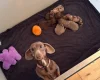 Dachshund (Miniature Smooth Haired)