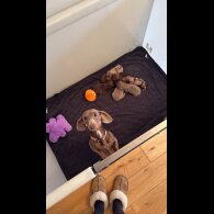 Dachshund (Miniature Smooth Haired)