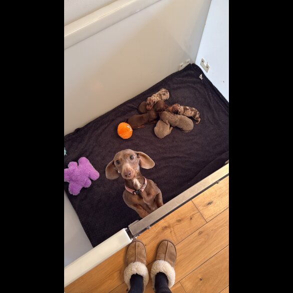 Dachshund (Miniature Smooth Haired)