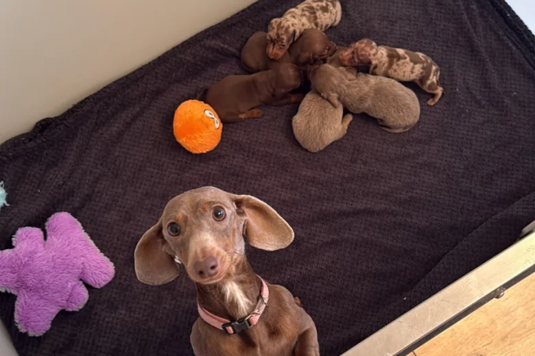 Dachshund (Miniature Smooth Haired)