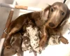 Dachshund (Miniature Long Haired)