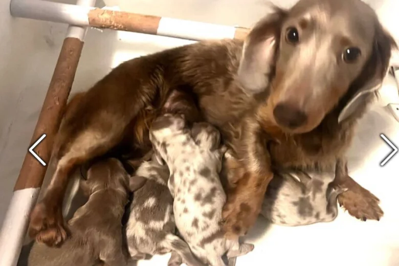 Dachshund (Miniature Long Haired)