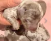 Dachshund (Miniature Long Haired)