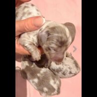 Dachshund (Miniature Long Haired)