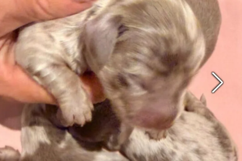 Dachshund (Miniature Long Haired)