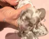Dachshund (Miniature Long Haired)
