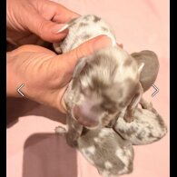 Dachshund (Miniature Long Haired)