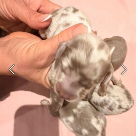 Dachshund (Miniature Long Haired)