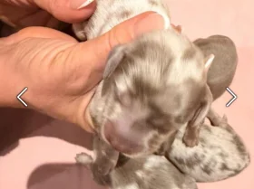 Dachshund (Miniature Long Haired)