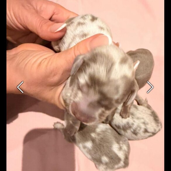 Dachshund (Miniature Long Haired)