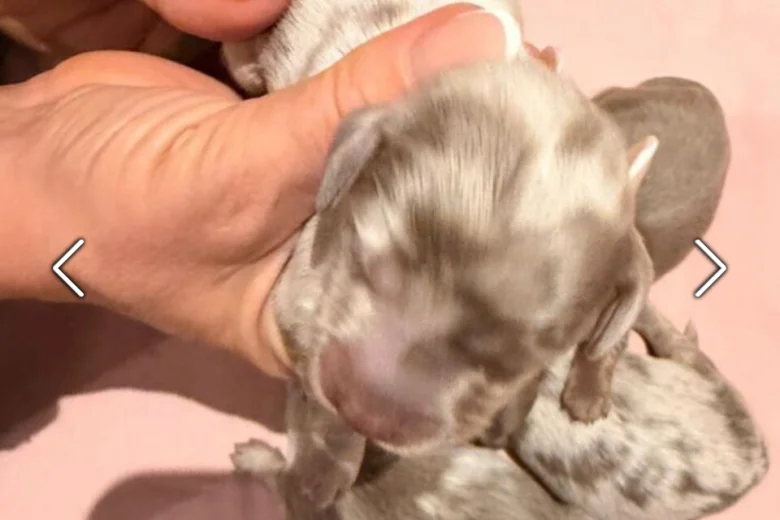 Dachshund (Miniature Long Haired)