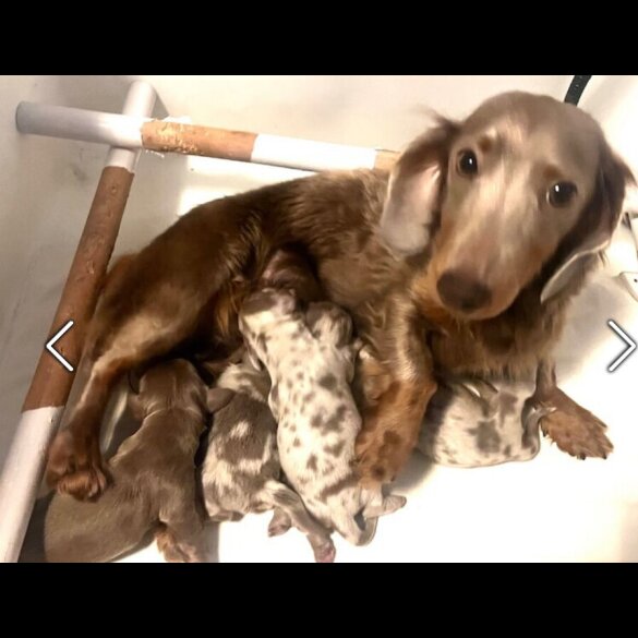 Dachshund (Miniature Long Haired)