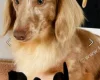Dachshund (Miniature Long Haired)