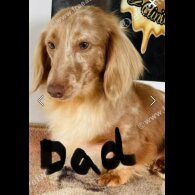 Dachshund (Miniature Long Haired)